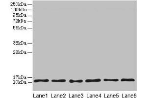 Western blot All lanes: TCTA antibody at 1.