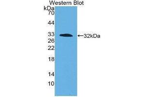 Western Blotting (WB) image for anti-Coagulation Factor III (thromboplastin, Tissue Factor) (F3) (AA 30-251) antibody (ABIN1078582)