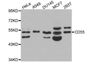 Western blot analysis of extracts of various cell lines, using CD55 antibody. (CD55 抗体  (AA 40-300))