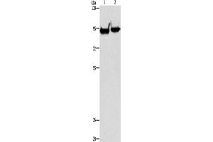 Western Blotting (WB) image for anti-MAP/microtubule Affinity-Regulating Kinase 1 (MARK1) antibody (ABIN2429396) (MARK1 抗体)