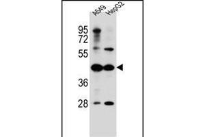 C10orf129 Antibody (C-term) (ABIN656532 and ABIN2845798) western blot analysis in A549,HepG2 cell line lysates (35 μg/lane).