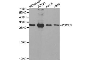 Western blot analysis of extracts of various cell lines, using PSMD9 antibody (ABIN5973093) at 1/1000 dilution. (PSMD9 抗体)