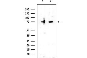 Western blot analysis of lysates from various samples, using TAF15 Mouse Monoclonal Antibody at 1/1000 dilution.