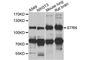 Western blot analysis of extracts of various cell lines, using STRN antibody. (Striatin 抗体  (AA 581-780))