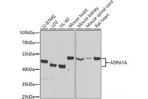Western blot analysis of extracts of various cell lines using ADRA1A Polyclonal Antibody at dilution of 1:1000. (alpha 1 Adrenergic Receptor 抗体)