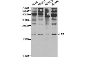 Western Blotting (WB) image for anti-Leptin (LEP) antibody (ABIN1876874) (Leptin 抗体)