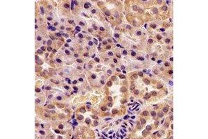 Immunohistochemical analysis of AUH staining in rat kidney formalin fixed paraffin embedded tissue section.