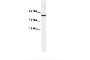 Image no. 1 for anti-T-Box 3 (TBX3) (AA 404-453) antibody (ABIN203221) (TBX3 抗体  (AA 404-453))