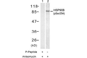Image no. 1 for anti-Heat Shock Protein 90kDa alpha (Cytosolic), Class B Member 1 (HSP90AB1) (pSer254) antibody (ABIN196934) (HSP90AB1 抗体  (pSer254))