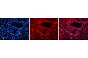 Immunohistochemistry (IHC) image for anti-Solute Carrier Family 26 (Sulfate Transporter), Member 1 (SLC26A1) (Middle Region) antibody (ABIN2781681)