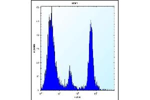 POMT1 Antibody (C-term) (ABIN656314 and ABIN2845617) flow cytometric analysis of  cells (right histogram) compared to a negative control cell (left histogram). (POMT1 抗体  (C-Term))