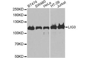 Western blot analysis of extracts of various cell lines, using LIG3 antibody. (LIG3 抗体)