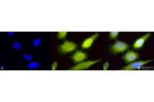 Immunocytochemistry/Immunofluorescence analysis using Rabbit Anti-AHA1 Polyclonal Antibody . (AHSA1 抗体  (FITC))