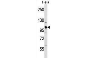 CUL1 Antibody (C-term) western blot analysis in Hela cell line lysates (35µg/lane). (Cullin 1 抗体  (C-Term))