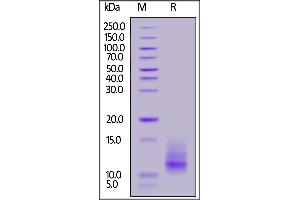 SDS-PAGE (SDS) image for Tumor Necrosis Factor Receptor Superfamily, Member 17 (TNFRSF17) (AA 1-49) (Active) protein (His tag) (ABIN6992383)