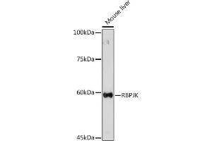 Western blot analysis of extracts of Mouse liver, using RBPJKK Rabbit pAb (ABIN6131815, ABIN6146805, ABIN6146806 and ABIN6221327) at 1:500 dilution. (RBPJ 抗体  (AA 1-260))
