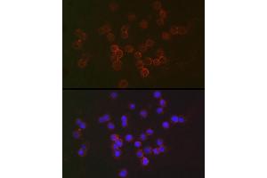 Immunofluorescence analysis of Raji cells using IFN Rabbit pAb (ABIN3015562, ABIN3015563, ABIN3015564 and ABIN6218872) at dilution of 1:50 (40x lens).