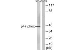Western blot analysis of extracts from COLO205, using p47 phox (Ab-304) Antibody. (NCF1 抗体  (AA 281-330))