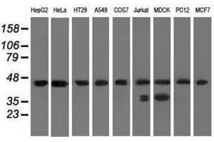 Image no. 2 for anti-Chromosome 9 Open Reading Frame 41 (C9orf41) antibody (ABIN1497061) (C9orf41 抗体)