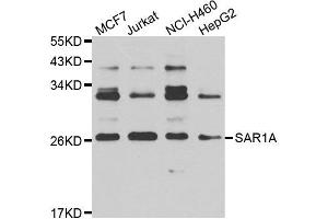 Western blot analysis of extracts of various cell lines, using SAR1A antibody. (SAR1A 抗体)