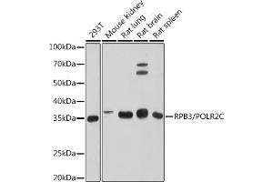 Western blot analysis of extracts of various cell lines, using RPB3/POLR2C antibody (ABIN7269458) at 1:500 dilution. (POLR2C 抗体)