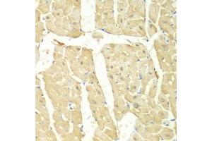 Immunohistochemistry of paraffin-embedded mouse heart using PSMC2 antibody (ABIN1874379) at dilution of 1:100 (40x lens). (PSMC2 抗体)