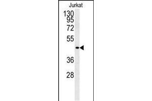 Western blot analysis of FFAR3 Antibody in Jurkat cell line lysates (35ug/lane) (FFAR3 抗体  (C-Term))