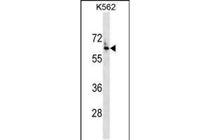 Western blot analysis in K562 cell line lysates (35ug/lane). (FZD7 抗体  (AA 202-229))