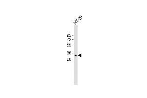 Anti-MyD88 Antibody (Center) at 1:2000 dilution + HT-29 whole cell lysate Lysates/proteins at 20 μg per lane. (MYD88 抗体  (AA 136-164))