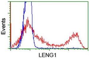 HEK293T cells transfected with either RC204931 overexpress plasmid (Red) or empty vector control plasmid (Blue) were immunostained by anti-LENG1 antibody (ABIN2454706), and then analyzed by flow cytometry. (Leng1 抗体)