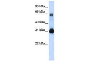 Image no. 1 for anti-SRY (Sex Determining Region Y)-Box 15 (SOX15) (C-Term) antibody (ABIN6740337) (SOX15 抗体  (C-Term))