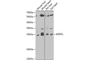 Western blot analysis of extracts of various cell lines, using MTFP1 antibody (ABIN6133078, ABIN6144138, ABIN6144139 and ABIN6222920) at 1:1000 dilution. (Mtfp1 抗体  (AA 1-166))