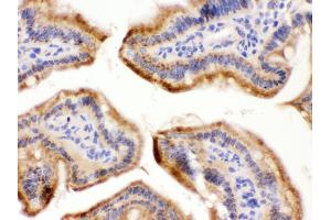 Anti- FUT1 Picoband antibody, IHC(P) IHC(P): Mouse Intestine Tissue