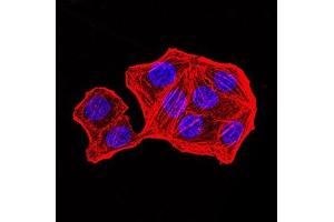Immunofluorescence analysis of Hela cells using PMS2 mouse mAb.