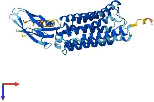CTNS Protein (AA 1-367) (His tag)