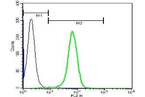 U937 cells probed with Rabbit Anti-CD16 Polyclonal Antibody . (CD16a, CD16b (AA 131-230) 抗体)