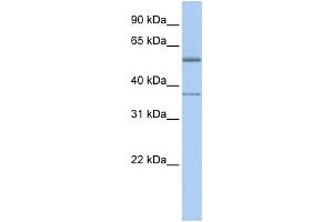 WB Suggested Anti-RXRA Antibody Titration:  0. (Retinoid X Receptor alpha 抗体  (C-Term))