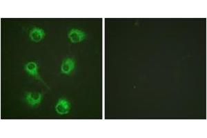 Immunofluorescence (IF) image for anti-V-Crk Sarcoma Virus CT10 Oncogene Homolog (Avian)-Like (CRKL) (AA 173-222) antibody (ABIN2888596) (CrkL 抗体  (AA 173-222))