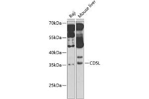 Western blot analysis of extracts of various cell lines, using CD5L antibody (ABIN6130079, ABIN6138212, ABIN6138213 and ABIN6221817) at 1:1000 dilution. (CD5L 抗体  (AA 20-347))