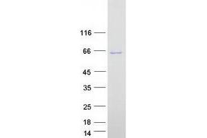 Validation with Western Blot (MTMR2 Protein (Transcript Variant 2) (Myc-DYKDDDDK Tag))