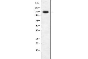 Western blot analysis of BMS1 using Jurkat whole cell lysates
