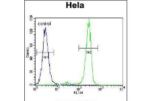 Flow cytometric analysis of Hela cells (right histogram) compared to a negative control cell (left histogram). (MED7 抗体  (AA 83-111))