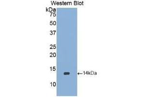 Western blot analysis of the recombinant protein. (BMP2 抗体  (AA 284-388))