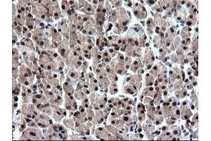 Image no. 1 for anti-RAB37, Member RAS Oncogene Family (RAB37) antibody (ABIN1500561) (RAB37 抗体)