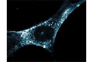 Immunofluorescent staining of WI38 cells. (Flotillin 2 抗体  (AA 122-379))