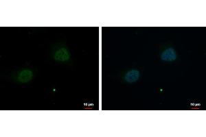 ICC/IF Image ZNF384 antibody [N1N2], N-term detects ZNF384 protein at nucleus by immunofluorescent analysis. (ZNF384 抗体  (N-Term))