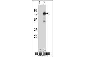 Western blot analysis of PPEF1 using rabbit polyclonal PPEF1 Antibody using 293 cell lysates (2 ug/lane) either nontransfected (Lane 1) or transiently transfected (Lane 2) with the PPEF1 gene. (PPEF1 抗体  (AA 298-327))