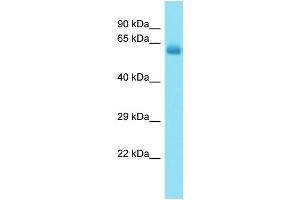 Host: Rabbit Target Name: CCDC155 Sample Type: Fetal Heart lysates Antibody Dilution: 1. (CCDC155 抗体  (C-Term))