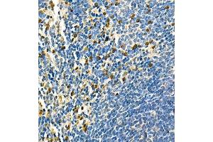 Immunohistochemistry of paraffin embedded mouse spleen using CD42d (ABIN7074111) at dilution of 1:700 (400x lens) (GP5 抗体)