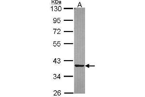 WB Image Sample (30 ug of whole cell lysate) A: A549 10% SDS PAGE antibody diluted at 1:5000 (TP53I3 抗体)